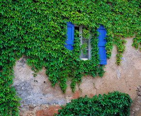 France, Lourmarin. Cascading ivy envelopes a window with bright blue shutters in Lourmarin, Provence, France.