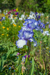 Monet's garden, Giverny, Normandy, France