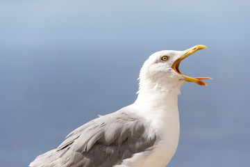 France, Corsica, Bonifacio. Seagull vocalizes