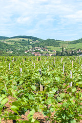 Fototapeta na wymiar Vineyard, Pierreclos, Maconnaise, Burgundy, France, Europe