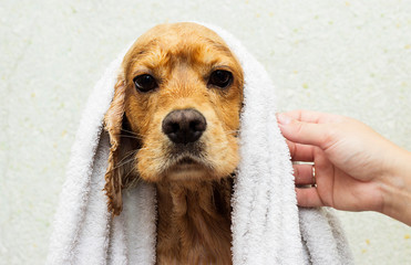 wet dog in a towel after a shower, cocker spaniel breed