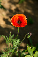 Bud blooming red poppy close-up in the garden in the spring