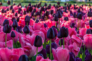Tulip Flowers. Cochem, Germany.