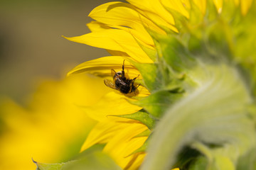 cute shaggy bumblebee sits on a sunflower on a bright sunny summer day, positive image