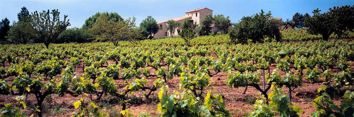Fototapeta na wymiar France, Bonnieux. A stone chateau is visible above this vineyard near Bonnieux, Provence, France.