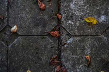 old dark paving slabs with autumn leaves, texture