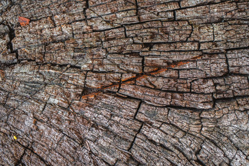 old wood slice with cracks, abstract texture