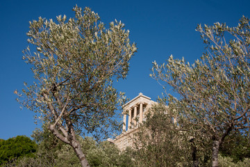 Greece, Athens, Acropolis. Olive tree in front of ancient ruins..