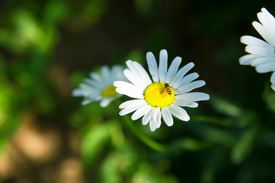 On garden chamomile SELA insect .Texture or background
