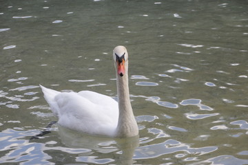 a beautiful swan on the water