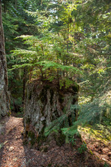 Fototapeta premium Canadian Rainforest Stump