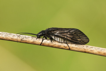 Sialis cf lutaria alderfly insect of the almost black brown Megaloptera group perched in a reed by...
