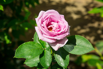 Near the house bloomed garden rose pink .Texture or background