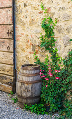 Italy, Tuscany, Monteriggioni, vine, barrel