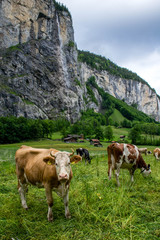 Fototapeta na wymiar Cows in the mountains valley, Grindelwald Switzerland