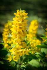 Lysimachia flowers bloomed in the garden near the house in bright yellow color