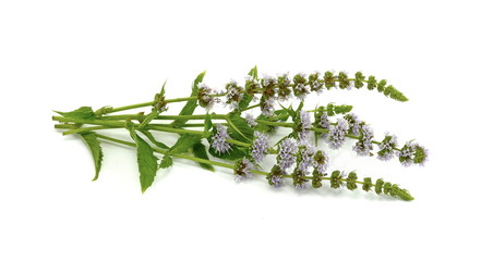 Close-up of fresh blooming mint isolated on white background.