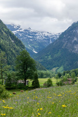 Fairy flouwerish valley in Alps snow peak mountains, Switzerland