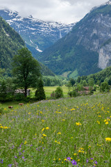 Colorful flower valley in Alps mountains with snow peaks, Switzerland