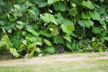 ave negra cobijadose debajo de una viña, mellid, galicia