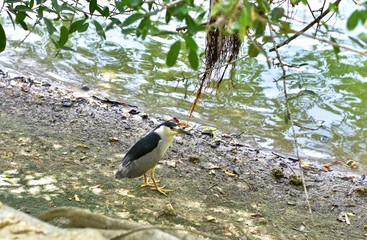 Night heron black crown,  robust body and black wings. 