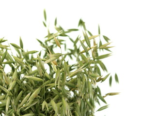 Bunch of green oats isolated on a white background. Oat ears. bouquet of fresh green oat seeds close up isolated.