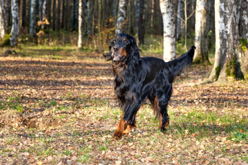 Dog breed Setter Gordon running  in autumn birch grove