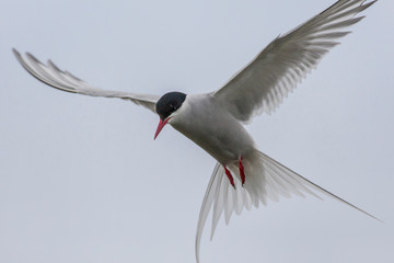 Iceland, Reykjavik. Arctic tern hovering. Credit as: Cathy & Gordon Illg / Jaynes Gallery / DanitaDelimont.com