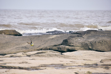 Bird taking off between rocks.