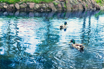 Two ducks in a pond or lake, ducks swim, toned