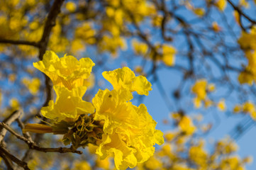 Close up of Brazilian Yellow Ipe tree flowers (Golden trumpet) with blue sky - Handroanthus chrysotrichus plant