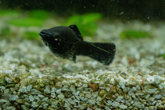 Black Molly - Poecilia sphenops