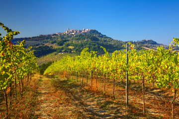 Fototapeta premium Italy Umbria, Todi, Vineyards looking at the hillside town of Todi