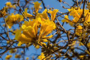 Close up of Brazilian Yellow Ipe tree flowers (Golden trumpet) with blue sky - Handroanthus chrysotrichus plant