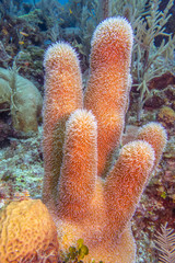 Pillar coral,Dendrogyra cylindrus,is a hard coral order Scleractinia