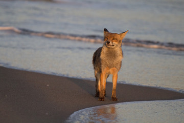 Fototapeta premium volpe sulla spiaggia