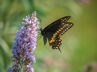 Black swallowtail butterfly in summer