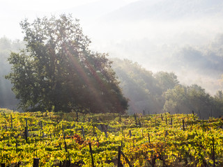 Italy, Tuscany, Chianti, Autumn Vineyard Rows with Bright Color