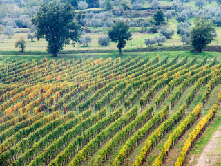 Fototapeta na wymiar Italy, Tuscany. Vineyard in the Chianti region of Tuscany.