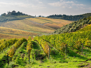 Fototapeta na wymiar Italy, Tuscany. Rows of vines and olive groves carpet the countryside.