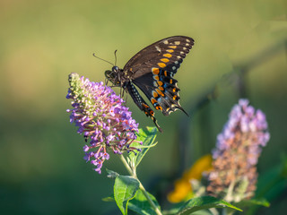 Black swallowtail butterfly in summer