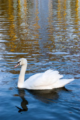 Swan in Keukenhof Gardens