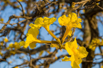 Close up of Brazilian Yellow Ipe tree flowers (Golden trumpet) with blue sky - Handroanthus chrysotrichus plant