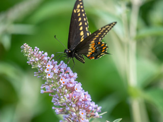 Black swallowtail butterfly in summer