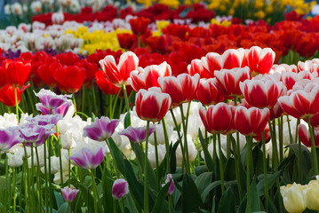 Multicolor tulip flowerbeds