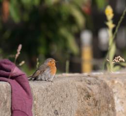 Close up male European robin Erithacus rubecula sits on the sandstone wall robin redbreast is a small insectivorous passerine bird, member of the thrush family. Dark green bokeh background.