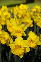 Fototapeta premium The Netherlands (aka Holland). Keukenhof Gardens, the world's largest bulb flower park with over 4.5 million tulips in 100 varieties, all hand planted.