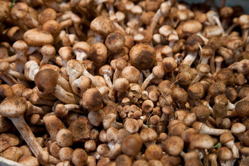 Venice, Veneto, Italy - A display of bulk mushrooms for sale in a market.