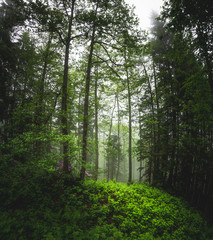 Fototapeta na wymiar Vertical panorama view of beautiful misty deep forest. 