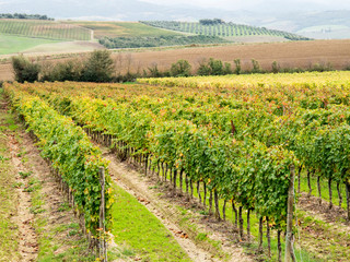 Fototapeta na wymiar Italy, Tuscany. Colorful autumn vineyards and olive trees in Tuscany.
